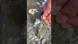 Oyster A lot After The Sea Low Tide oysters usa 100kviews fyp viral tiktok ur uk us [upl. by Annirok545]