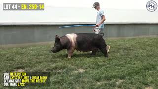 LOT 44  EN 25014 Heimer Hampshires  BTB 2023 [upl. by Viviene]