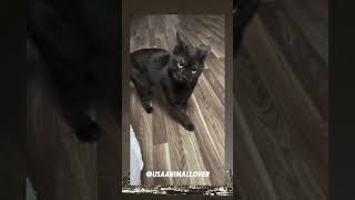 Unseen USA Animal Moments You’ll Fall For viralvideo cat cuteanimal trending funny cutecat [upl. by Pauiie]