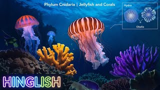 Phylum Ctenophora for NEET 2024  Comb Jellies Explained  Animal Kingdom NEET UG  NEET PYQ [upl. by Christiana]