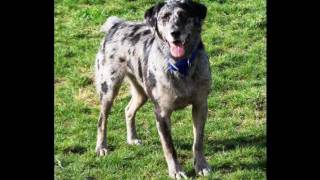 Catahoula Leopard Dog Play Run JUMP [upl. by Brott]