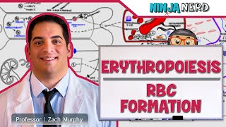 Hematology  Erythropoiesis Red Blood Cell Formation Part 1 [upl. by Spike]