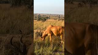 Murchison falls national park real video on an entelope [upl. by Husha]