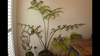 No 28  How Are The Cyathea Doing Indoors [upl. by Euphemia720]