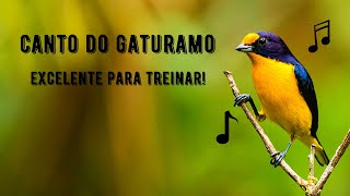 Canto do Gaturamo  Guriatã  Bonito Lindo  Violaceous Euphonia  Euphonia Violacea [upl. by Maitilde]