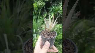 Aloe hybrid seedling with orange teeth [upl. by Banyaz]