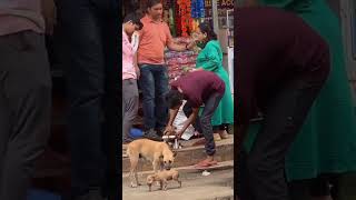 Helping Disabled Puppy Unable To Walk  Dog and Puppy Rescue Tail animalrescuestories puppy [upl. by Siahc]