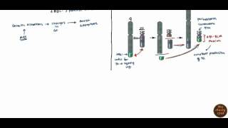 Acute Myelogenous Leukemia AML amp Chronic Myelogenous Leukemia CMLfor USMLE [upl. by Arotahs991]