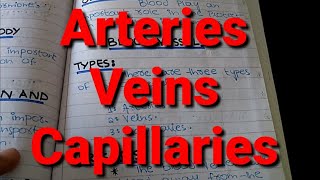 Types of Blood Vessels Arteries Veins and Capillaries XI Biology Chapter 14 [upl. by Gnap359]