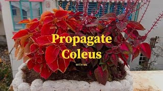 How to propagate Coleus easily at home gardening youtubevideo terracegarden [upl. by Galvan25]