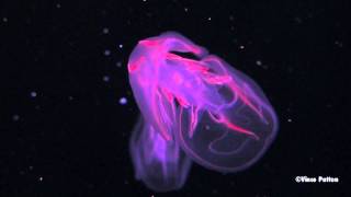 Bioluminescent Jellyfish [upl. by Abner]