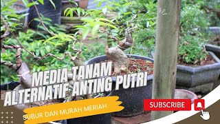 Media Alternatif Bonsai Anting Putri [upl. by Lenra573]