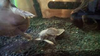 Feeding time of softshell turtles [upl. by Akimit]