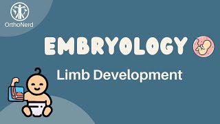 Embryology  Limb amp Bone Development Explained  MedSchool Revision  Livestream VOD [upl. by Eenej]