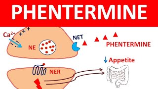 Phentermine for weight loss  What you should know [upl. by Cilka273]