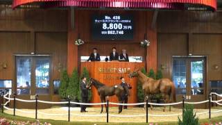 セレクトセール2014高額馬紹介【No436ウィーミスフランキーの2014父ディープインパクト】 [upl. by Letniuq]