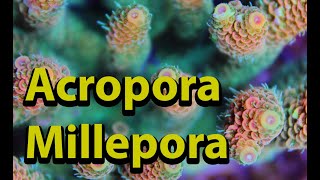 Acropora Millepora [upl. by Llennehc]