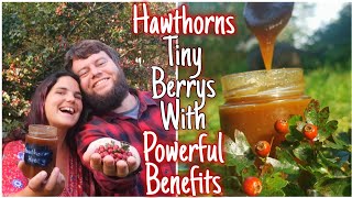 The Hawthorn Tree❤️ Medicinal benefits amp Identification  Plus Hawthorn Honey Easy To Follow Recipe🍯 [upl. by Nnasus222]