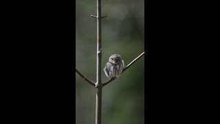 Northern Pygmy Owl [upl. by Nywg]