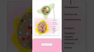 TROPHOZOITE of ENTAMOEBA HISTOLYTICA parasitology pathology microbiology medicalmicrobiology [upl. by Rhys592]