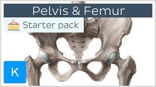 Pelvis Hip bone and Femur  Human Anatomy  Kenhub [upl. by Iona]