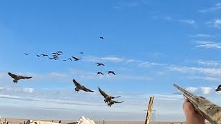 Hunting Late Season Geese in North Dakota [upl. by Hirschfeld]