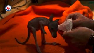 Baby Walibi Cuteness overload  Kangaroo hand fed by Human [upl. by Einoj640]