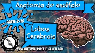 Anatomia do sistema nervoso  LOBOS CEREBRAIS [upl. by Cassy]