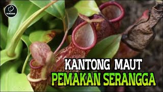 Kantong Semar Sang Kantong Pemakan Serangga [upl. by Babb425]