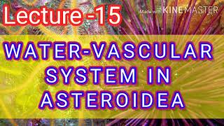 ASTEROIDEA  WATER VASCULAR SYSTEM [upl. by Euqnimod708]