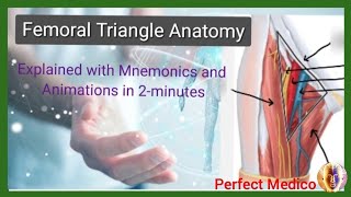 Femoral Triangle Anatomy Explained in 2Minutes Femoral Triangle Mnemonics [upl. by Pantheas]