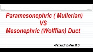 Paramesonephric Mullerian  VS and Mesonephric Wollfian  Duct [upl. by Donni116]