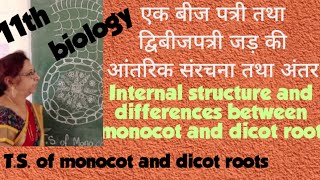 एकबीजपत्रीद्विबीजपत्री जड़ की आंतरिक संरचनाTSof monocot and dicotroot NCERT biology 11thपाठ 6 [upl. by Adnof46]