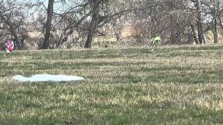 Italian Greyhounds Lure Coursing McKinney TX Jan 22 2012 [upl. by Kirkpatrick]