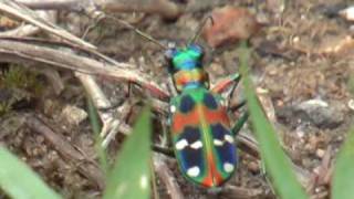 tiger beetle ナミハンミョウ Cicindela japonica [upl. by Eciryt]