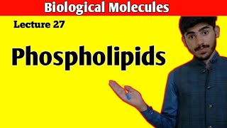 Phospholipids  Phosphatidylcholine  Lipids Class 11  Chapter 2 Biological Molecules [upl. by Nuahsal659]