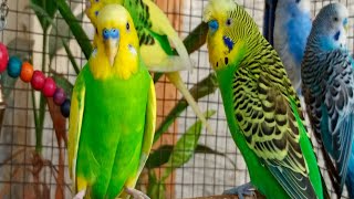 3 Hour Budgie Sounds for Lonely Budgies [upl. by Osher774]