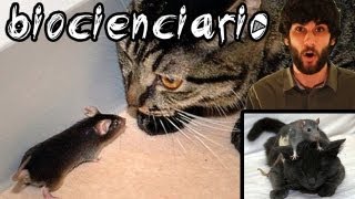 RATONES QUE HAN PERDIDO EL MIEDO A LOS GATOS  TOXOPLASMOSIS [upl. by Sutherlan]