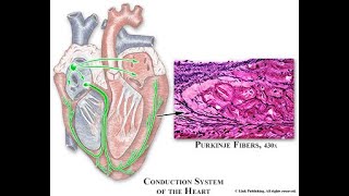 Cardiac Conduction System  Purkinje Fibers [upl. by Bink]