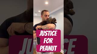 Justice for Peanut the Squirrel and Fred the Raccoon [upl. by Stannfield]