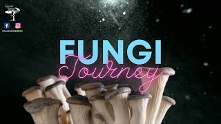 Fungi Journey  Meditación psicódelica 10 min  Microdosis psilocibina y sanación  Solo música [upl. by Ardnoet829]