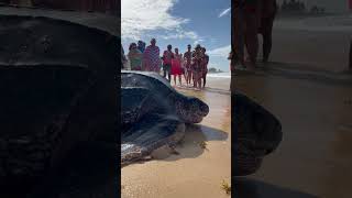 A massive sea turtle shows up on a beach in the Dominican Republic and people are amazed [upl. by Erund79]