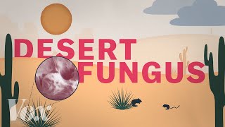 A desert fungus that infects humans is spreading [upl. by Elletnwahs175]