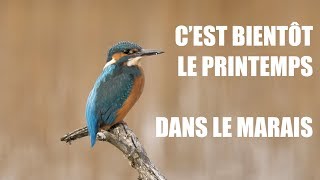 3 CEST BIENTÔT LE PRINTEMPS DANS LE MARAIS 10 espèces [upl. by Revolc625]