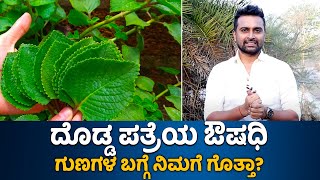 Health benefits of Doddapatre  Vijay Karnataka [upl. by Osnola]