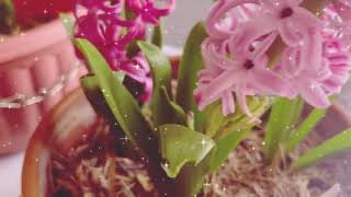 Hyacinth full blooms l Gardening Australia [upl. by Sherer]