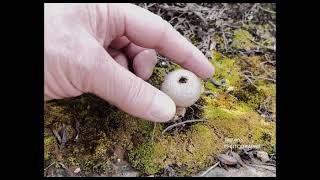 Lycoperdon Perlatum [upl. by Mailliw]