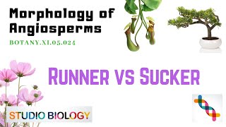 Class 11Botany LectureDiscuss The Difference Between Runner And Sucker With Example324 [upl. by Gib]