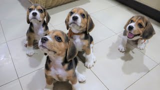 Beagle Pups Sit Down for a Treat [upl. by Ventura]