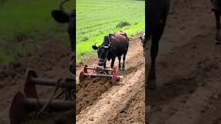 youtubeshorts agriculture viralvideo [upl. by Deadman621]